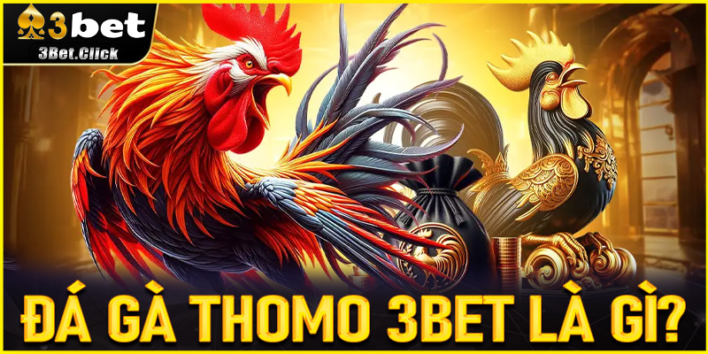 Đá Gà Thomo 3bet là gì? Khám phá thế giới cá cược sôi động