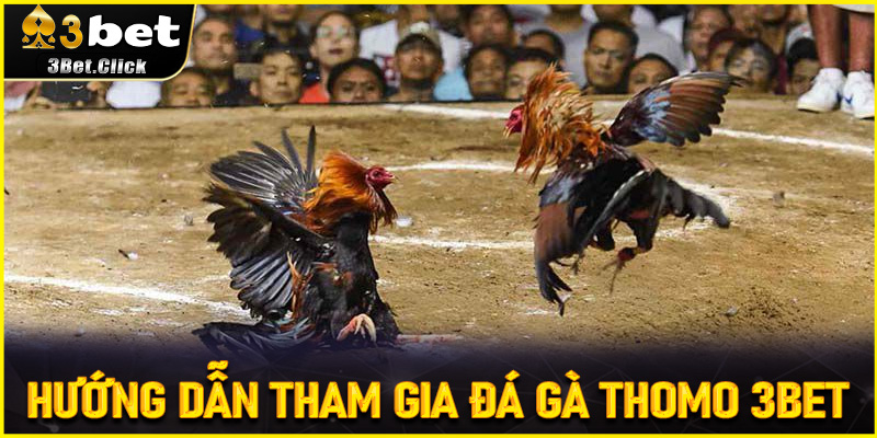 Hướng dẫn tham gia Đá Gà Thomo 3bet - Chinh phục mọi trận đấu