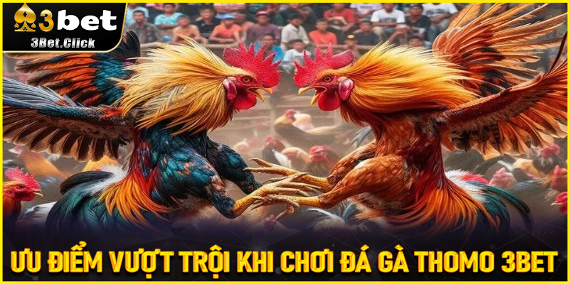 Ưu điểm vượt trội khi chơi Đá Gà Thomo 3bet